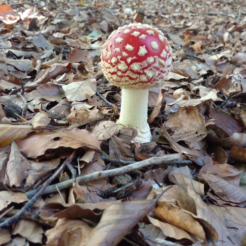 Photo #13915539