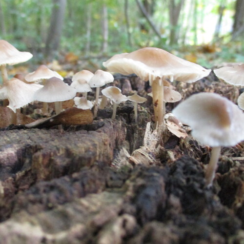 Photo #13915541