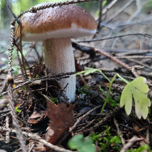 Photo #13915562