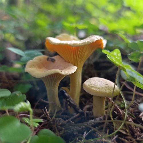Photo #13915569
