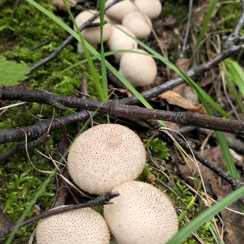 Photo #13915585