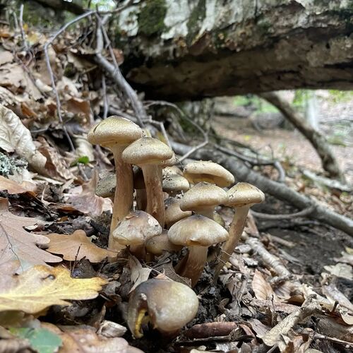 Photo #13915617