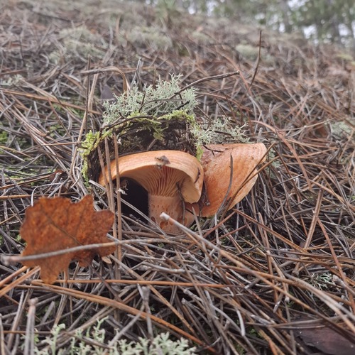 Photo #13915619