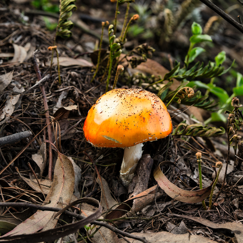 The Golden Gem of the Forest Floor