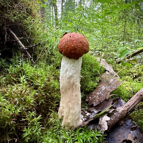 Photo #13915665