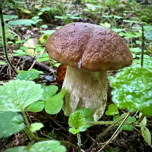 Photo #13915667