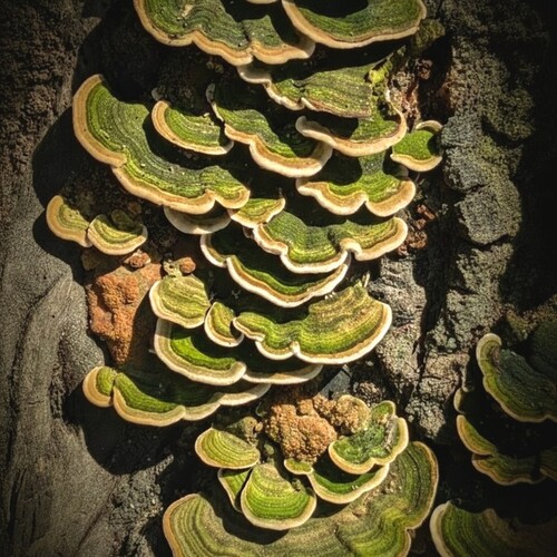 Nature’s Architecture