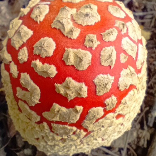 Photo #13915749