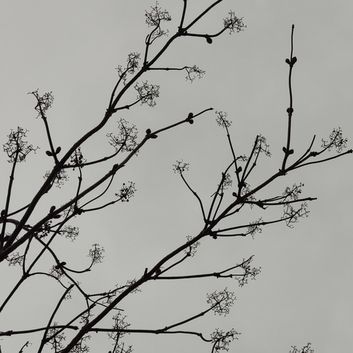 Photo #13915768