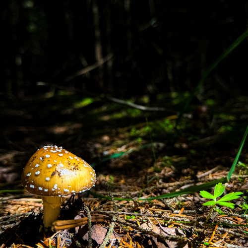 Photo #13915825