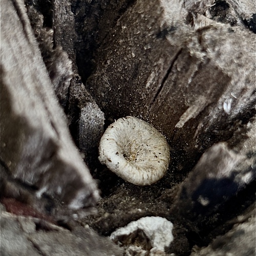 Mold