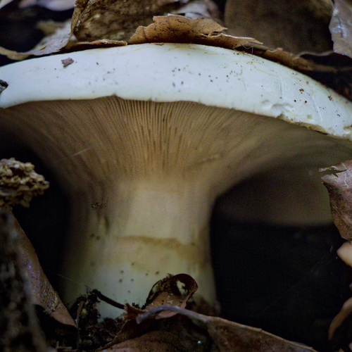 Emerging from the Shadows / Forest Floor Gem