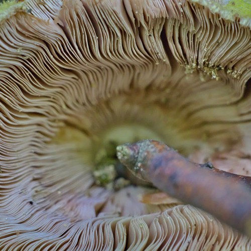 Nature\'s Hypnotic Waves / Under the Cap