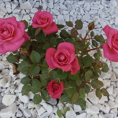 Photo #13916224