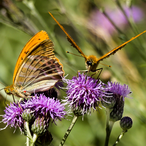 Face to Face / Nectar Sharing