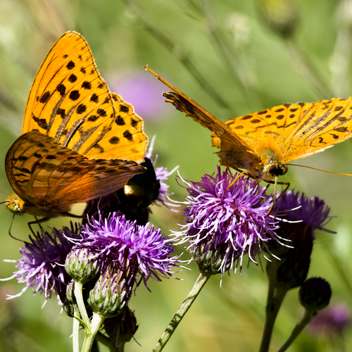 Summer Duet / Golden Wings in Harmony