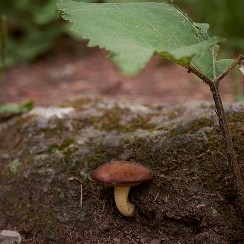 Under the leaf