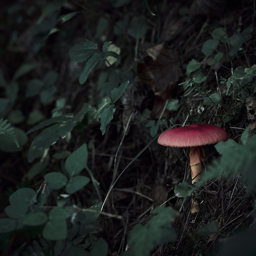 Red Umbella