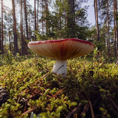 Photo #13916370