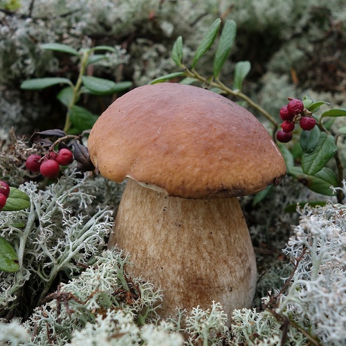 Photo #13916377