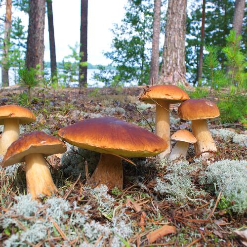 Photo #13916418
