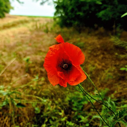 Photo #13916425