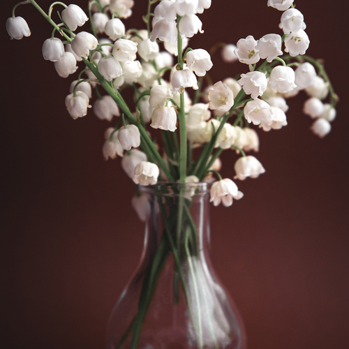 Photo #13916474
