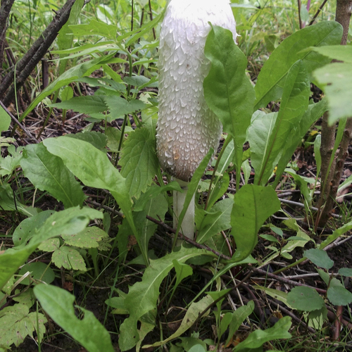 Photo #13916477
