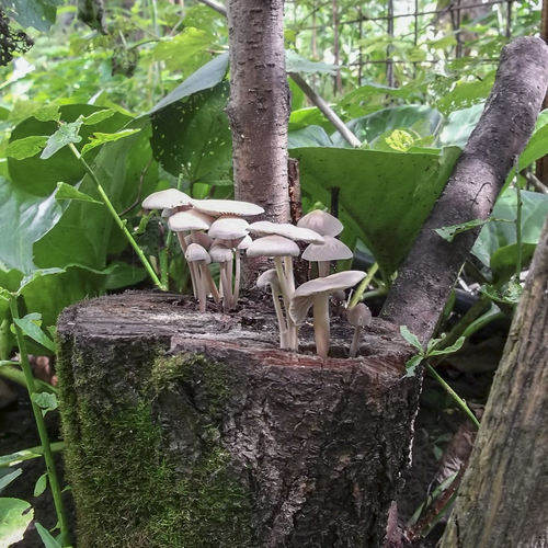 Photo #13916479