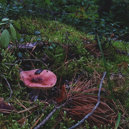 Photo #13916540