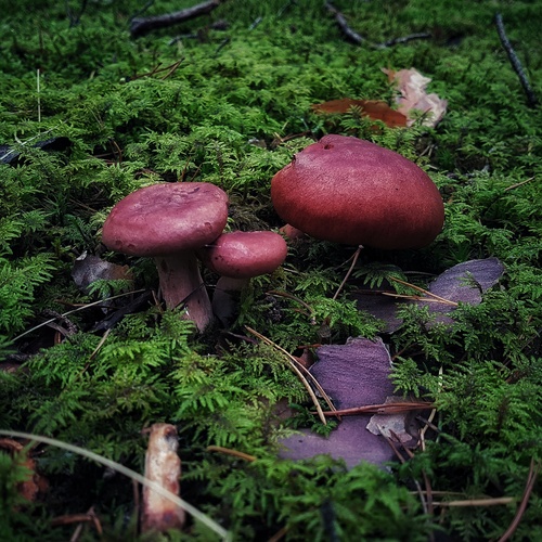 Photo #13916541