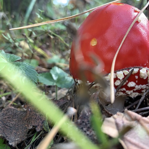 Photo #13916551