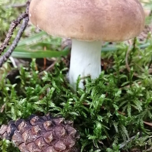 Photo #13916595
