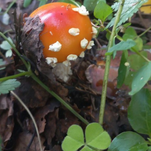 Photo #13916596