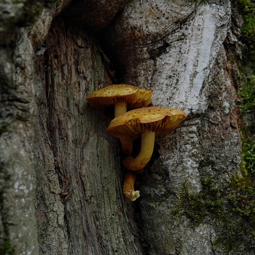 Photo #13916666