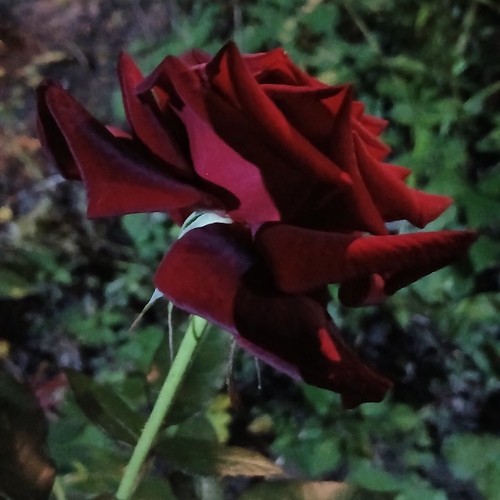 Photo #13916669