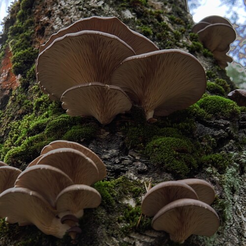 Photo #13916670