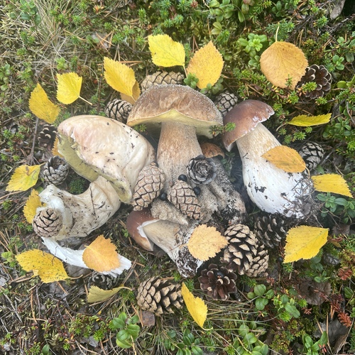 Photo #13916702