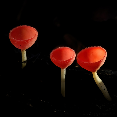 Three Cups of Scarlet