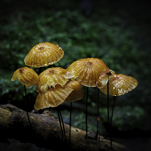 Golden Gathering
