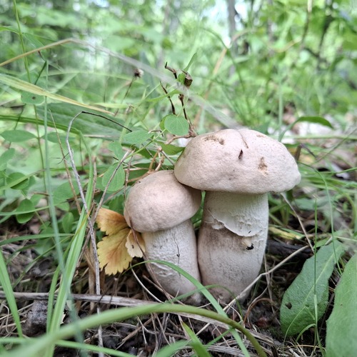 Photo #13917177