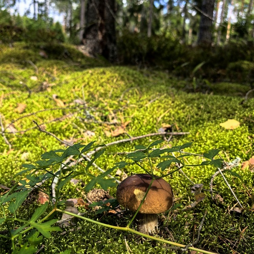 Photo #13917264