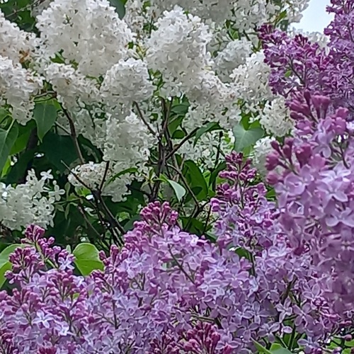 Photo #13917278