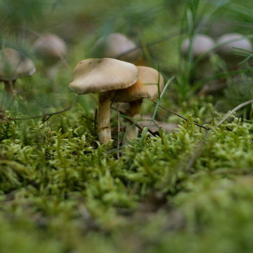 Photo #13917311