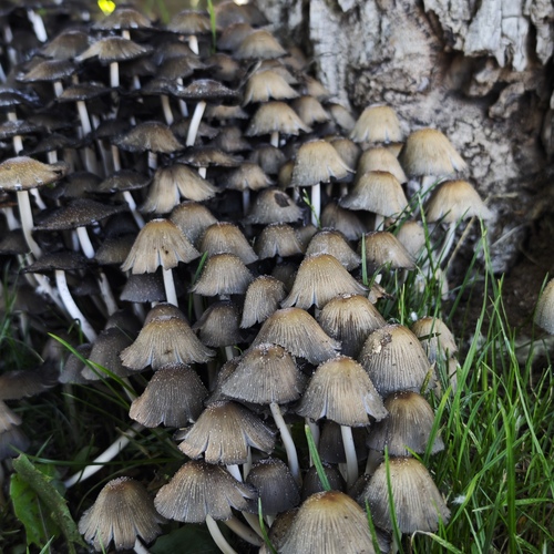 Photo #13917329