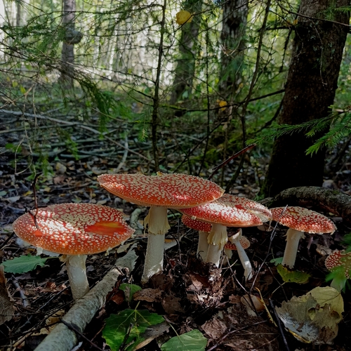 Photo #13917345