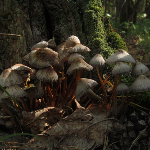 Photo #13917381