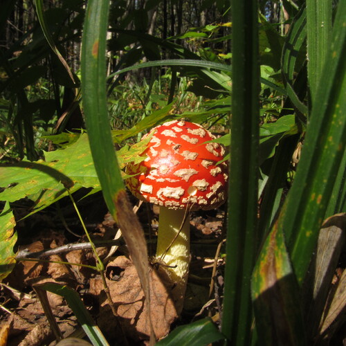 Photo #13917405