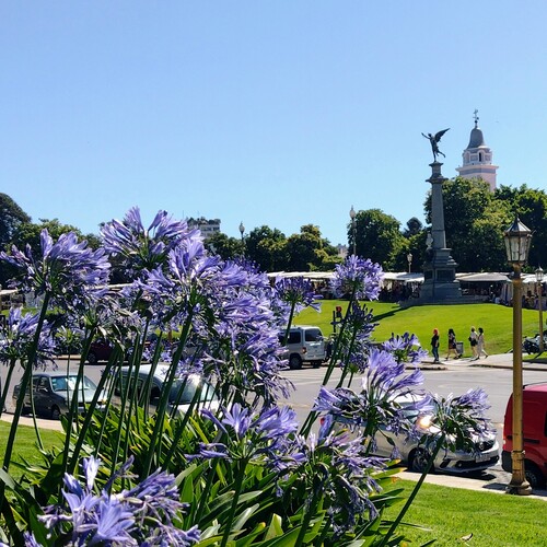 Agapantus en plaza Francia.