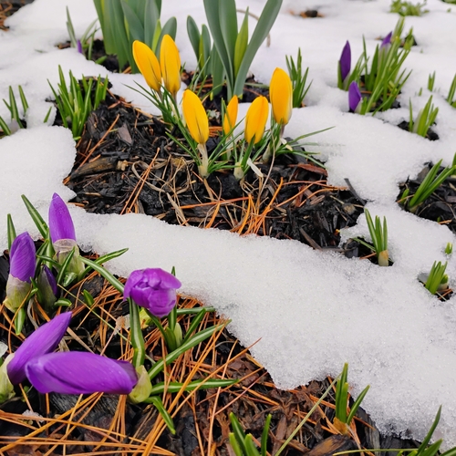 Resilience in Bloom